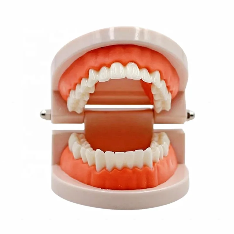 Best Deal Medical Dentals Kids Teeth Model Manual Teaching Small Removable Plastic Teeth