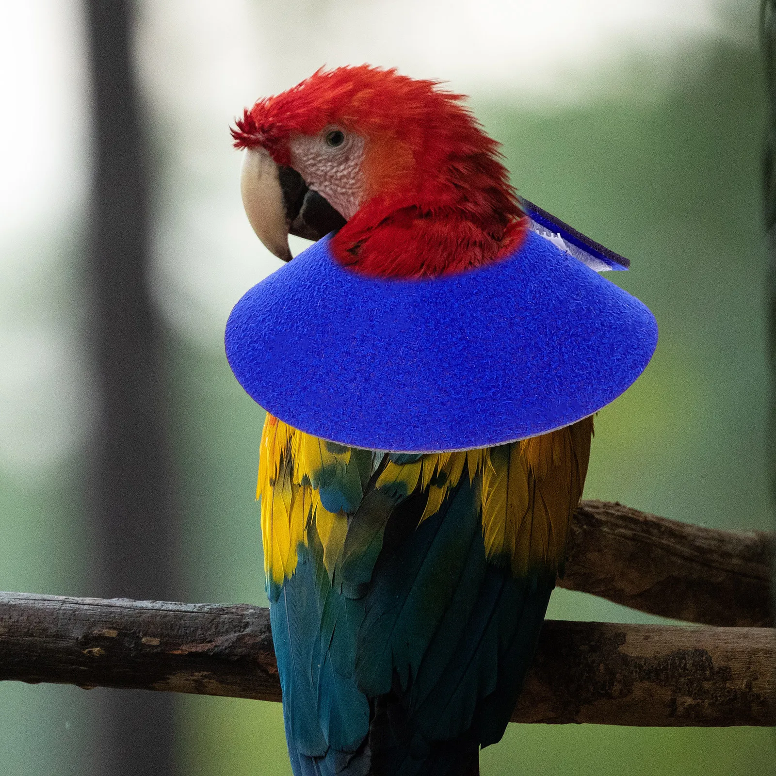 

Parrot Anti bite Lightweight Durable Bird Supplies Neck Cover Cone Pet Anti bite Breathing Reusable Decorative