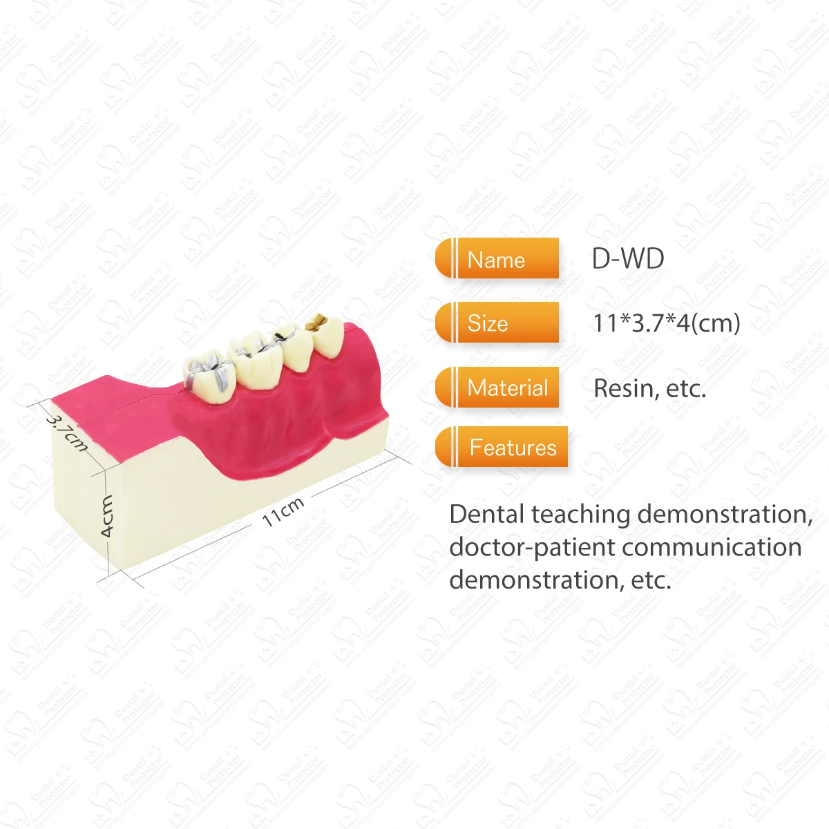 

Dental Teaching Model Right Lower Posterior Tooth Tissue Decomposition Dentistry Molar Cross Teaching Studying Detachable Mold
