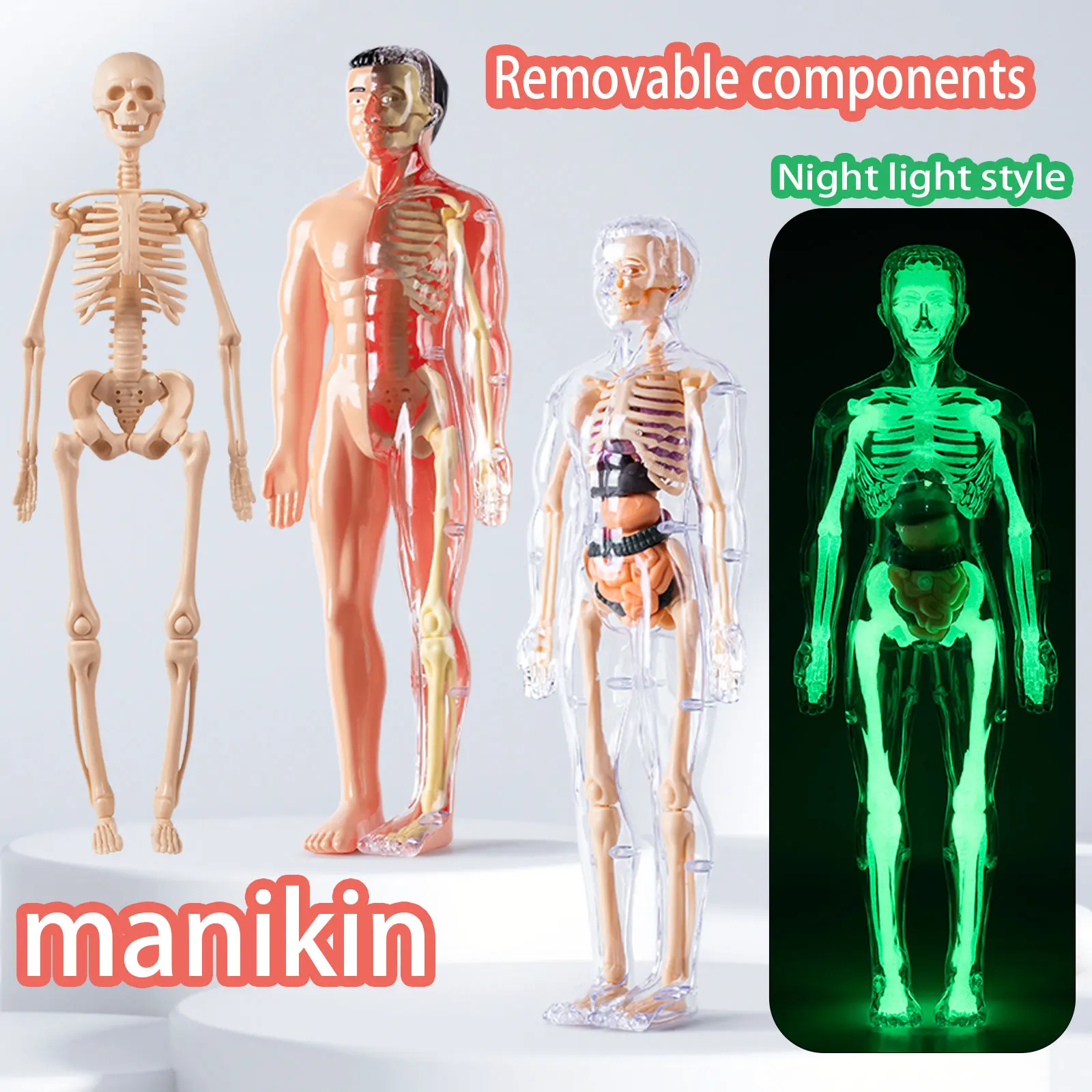 Modelo de cuerpo humano para niños, estructura de montaje desmontable, órganos de esqueleto de cuerpo completo, juguete de simulación médica de anatomía de esqueleto 3D