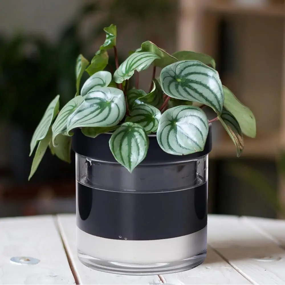 

Self Watering Planter Pot, Black Terracotta Clay Pot with Glass Reservoir for Indoor Plants, Herbs, Flowers