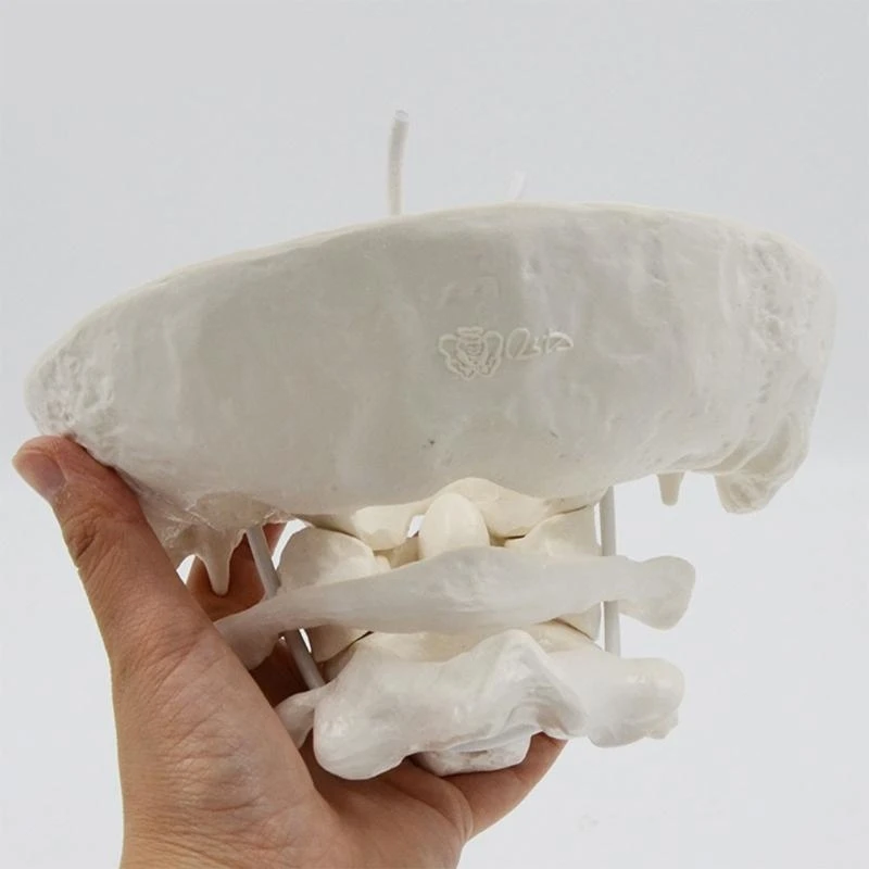 1,5x затылочная кость с базовой докторской доктором Анатомии Анатомия в классе для класса анатомии включает в себя подробные