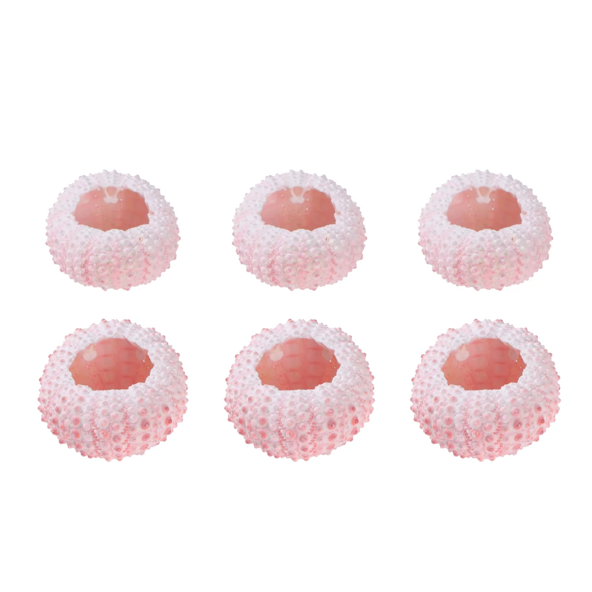 6pcs Natural Urchins Shell for Air Plants Seashells Holders Vase Filler Shells Nautical Home Decoration Aquarium Shells Decor (