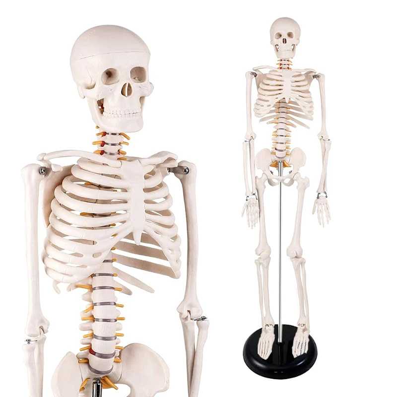 85CM Life Size Human Skeleton Anatomy Model Science Classroom Skeleton Model Tool Teaching Learning Aids