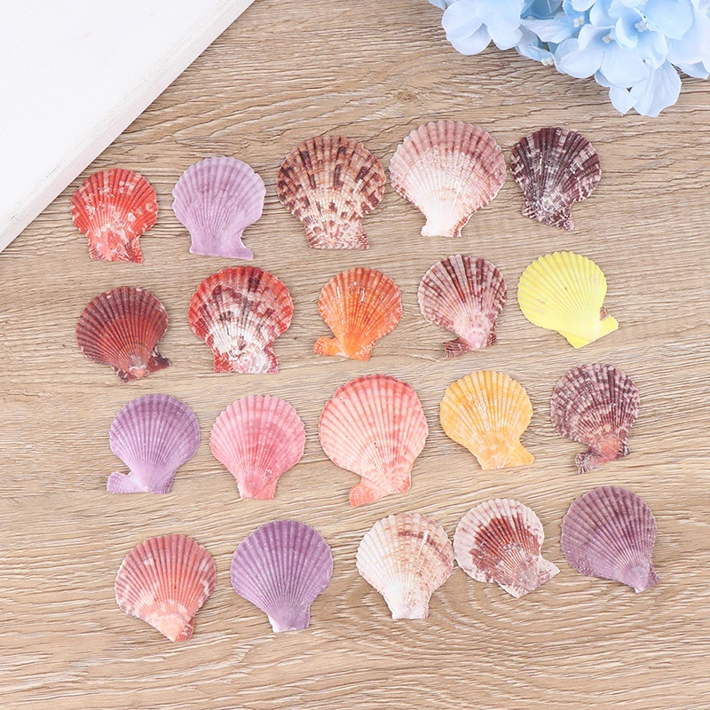 New 20pcs Colorful Natural Seashells Decorations Scallop Shells Crafts Decor Ornament