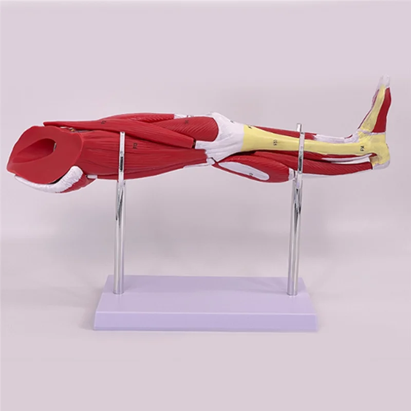 

ABKY-Model Of Human Muscle Structure Lower Limb Leg Limb Muscle Upper Limbs Lower Limbs Leg Muscles A