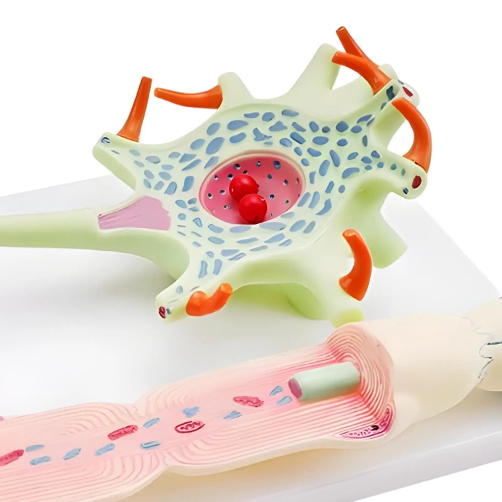 แบบจําลองการขยายสัญญาณ Neuronal Model สําหรับสํานักงานแสดงผลเดสก์ท็อป