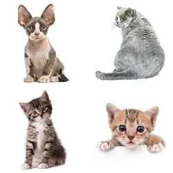 Cute Cat Sticker，Toilet Lid Stickers, Water-proof Animal Wall Decal，Used for Toilet, Bathroom,Car,Motorcycle, Van, RV