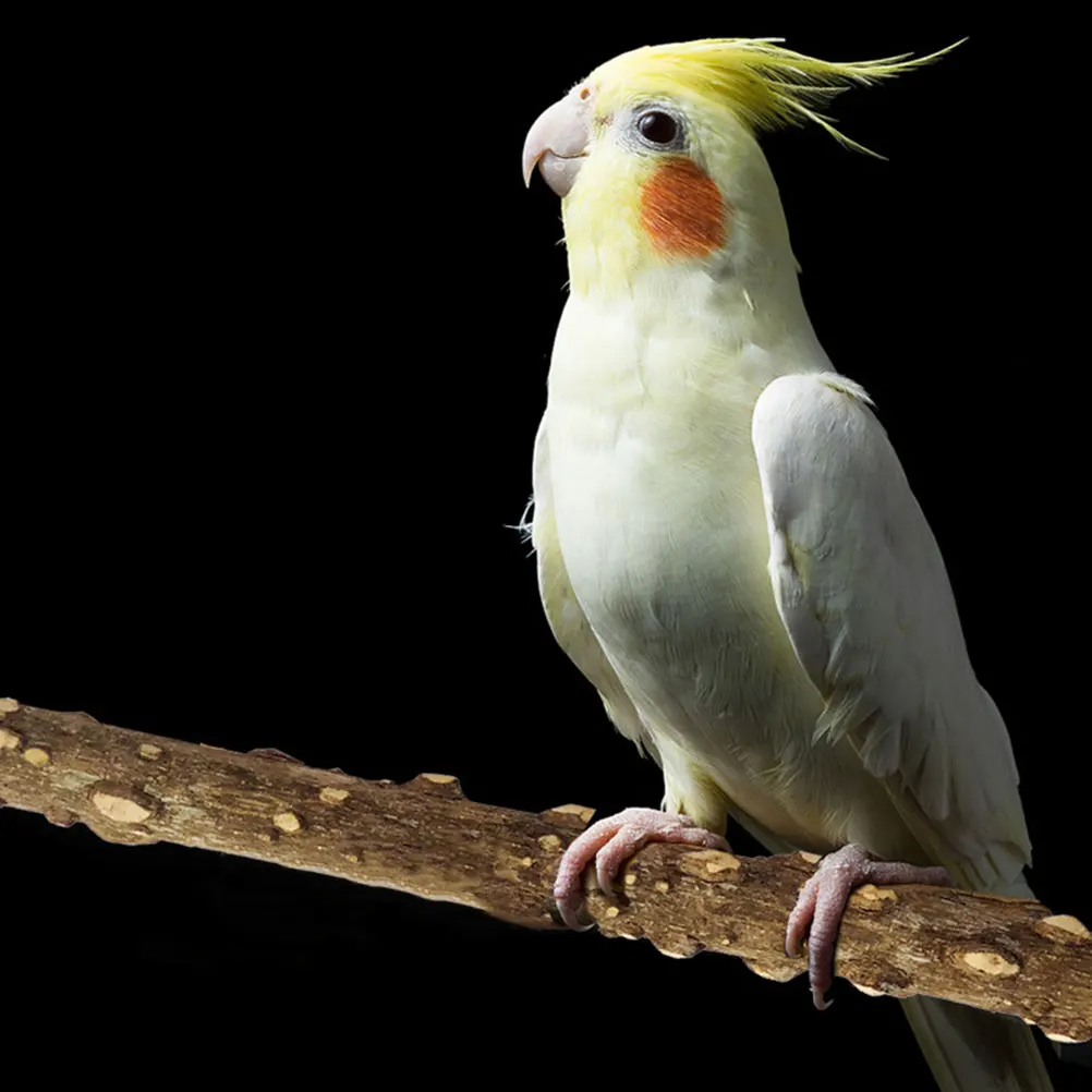 

4pcs Perch Toy Bird St Birdcage Rod Toy Durable Bird Cage Mount Rod Claw Grinding Stick Chew Proof Supplies