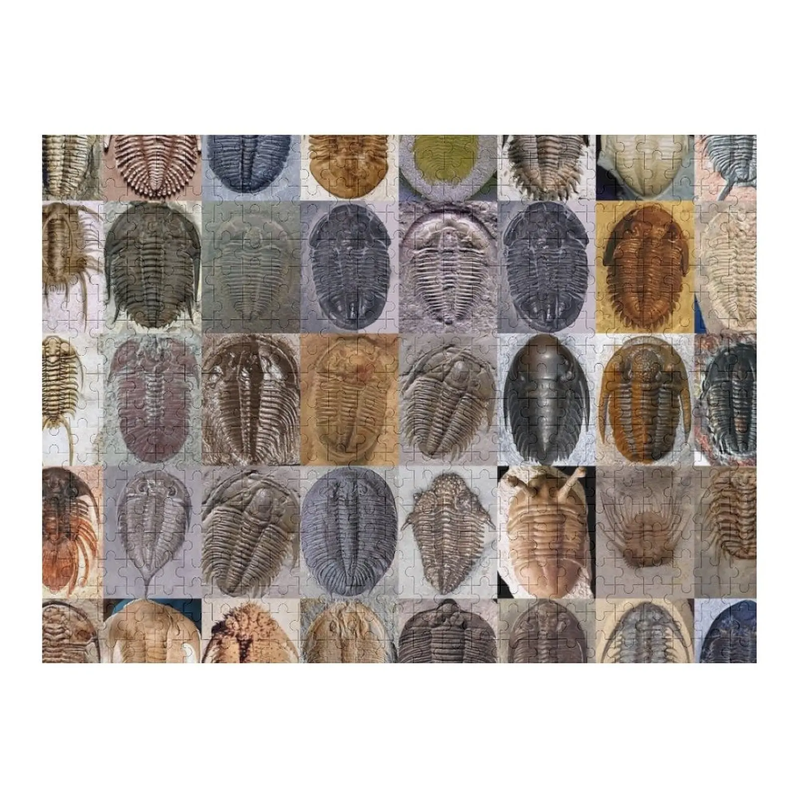 

Trilobites Jigsaw Puzzle Personalized Name Iq Puzzle