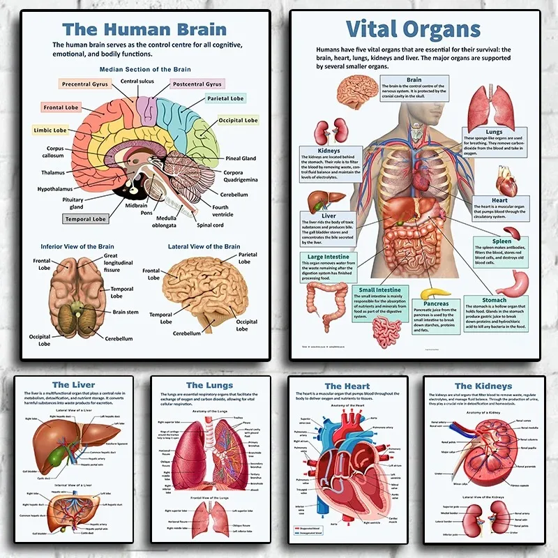 ملصق كلاسيكي للأعضاء البشرية الرجعية ، تشريح القلب والكبد في الدماغ ، زخرفة قماش ، رسم ، فن جداري ، غرفة مدرسية