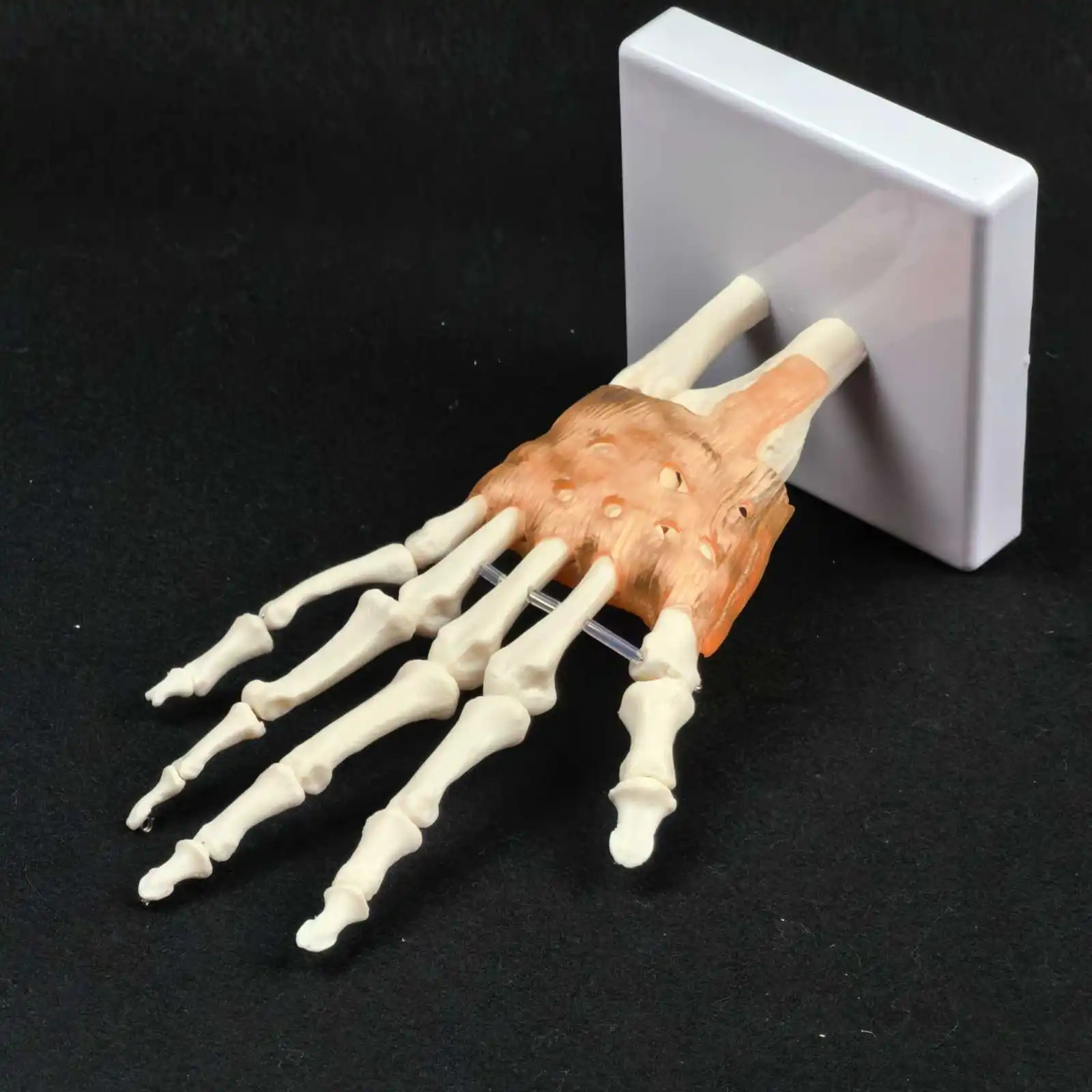 PVC Life Size Hand Joint with Ligaments Anatomical Medical Model Skeleton Anatomy Display Teaching School