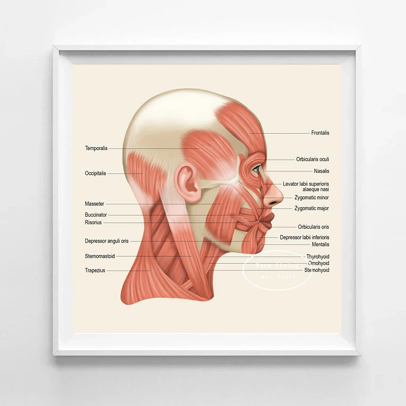 Face Muscles Anatomy The Neck Muscles Head Overview Art Medical Poster Canvas Painting Wall Art Prints Picture Home Clinic Decor