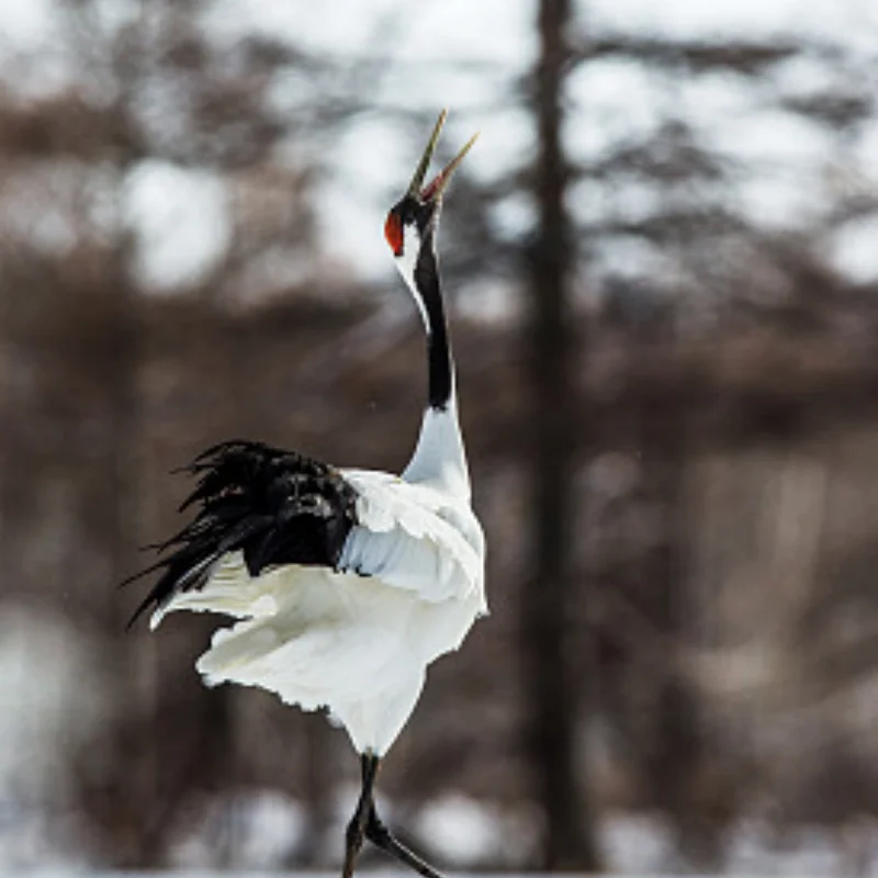 

Metal 47T Spur Gear and Center Driveshaft Set 10755 10756 for TRXS Mini Maxx RC Car Upgrade Parts Accessories