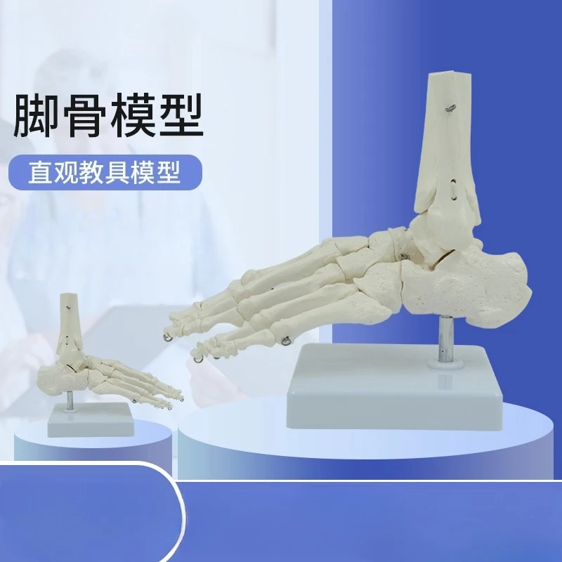 Life Size Foot Ankle Joint Anatomical Skeleton Model Medical Display Study Tool Medical Science Stationery for School 1:1