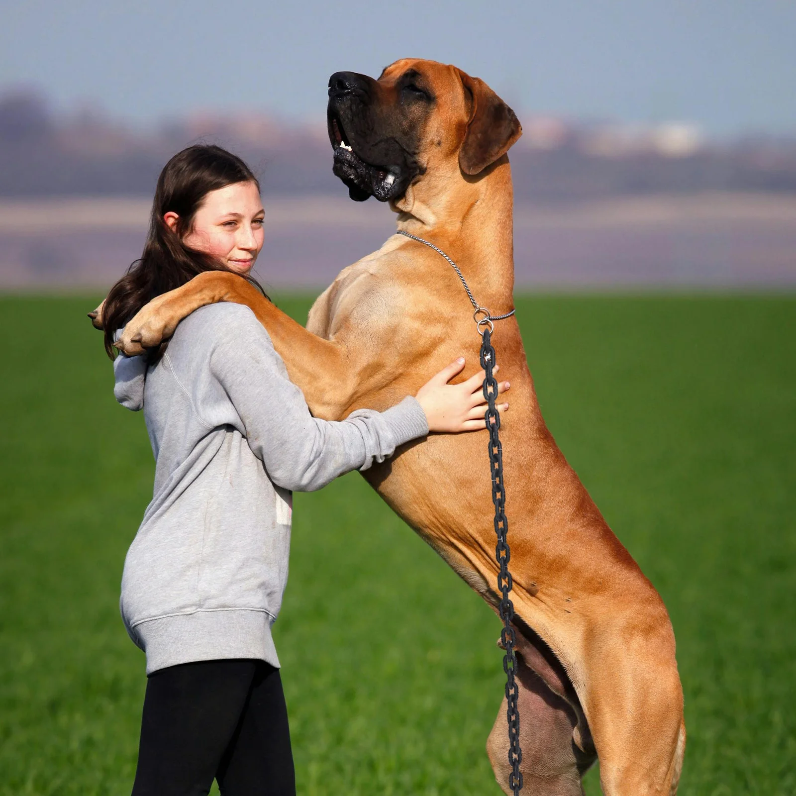 โซ่พลาสติกปลอมรูปสุนัขขนาดใหญ่เหมือนจริง สำหรับตกแต่งฮาโลวีน ของตกแต่งภายนอก โซ่แขวนสำหรับแต่งกายคอสเพลย์