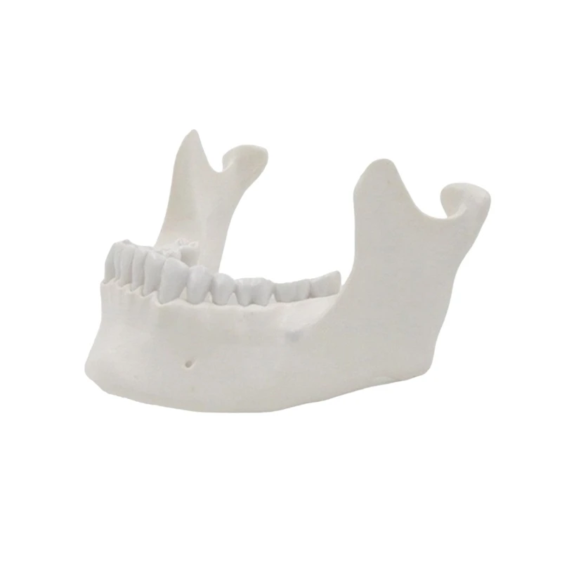 

1:1 Lower Jaw Model for Demonstrate Medicals Model Adult Lower Jaw Bone Model