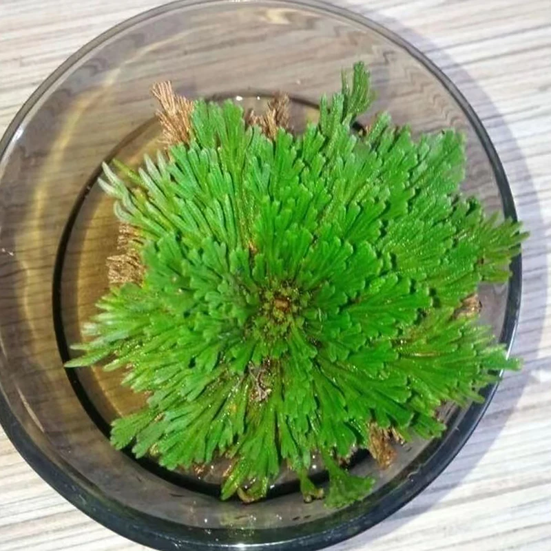 1PC Selfberry Nine Dead Resurrection Grass Rockery DIY Accessories Tabletop Green Artificial Plants Home Decoration