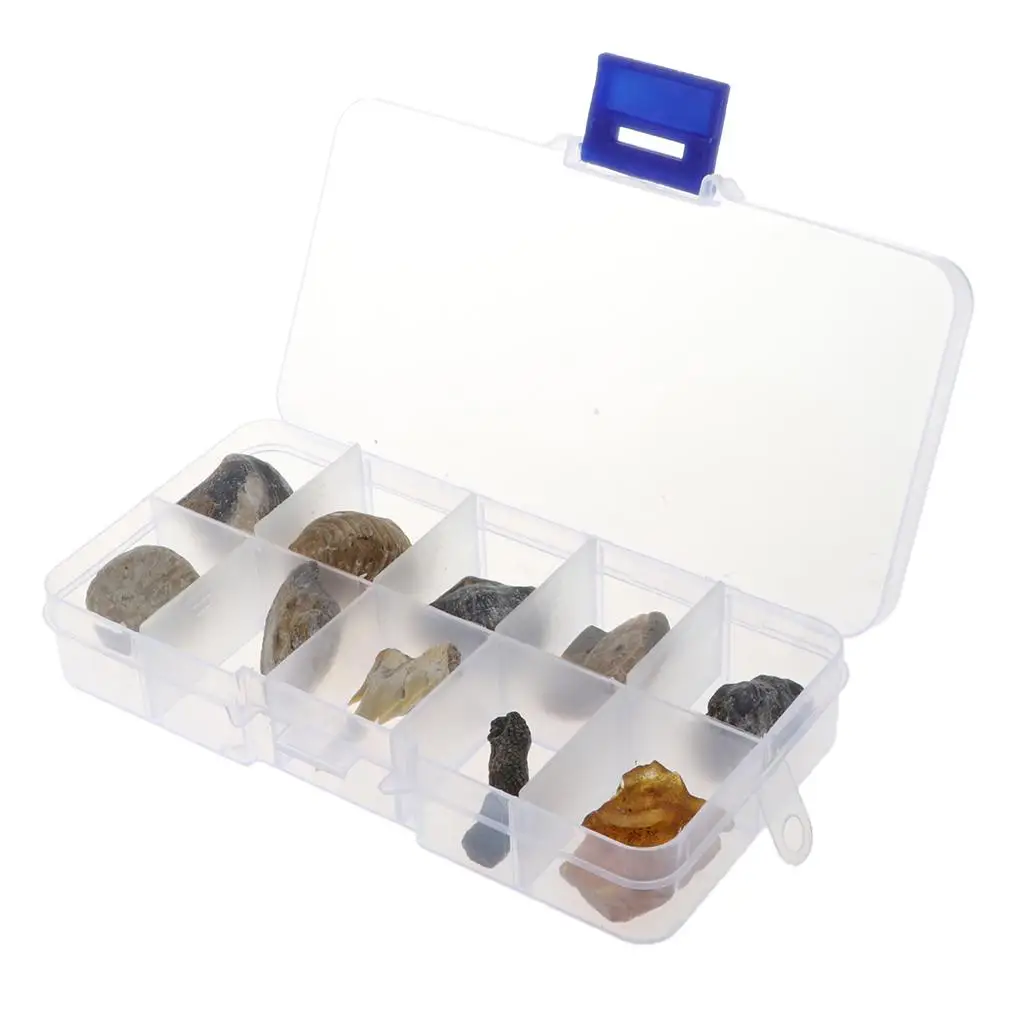 多色化石コレクションキット 教育用生物学科学標本 樹脂製学習玩具 教室や研究用