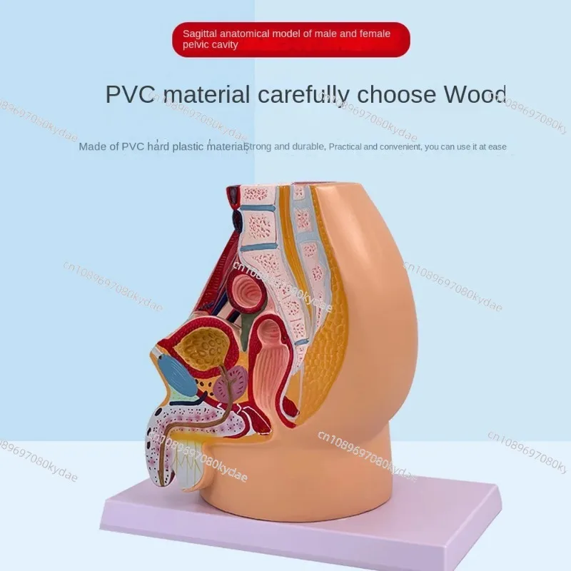 Medical Teaching Model Male Female Reproductive System Sagittal Pelvic Uterus Organ Anatomy