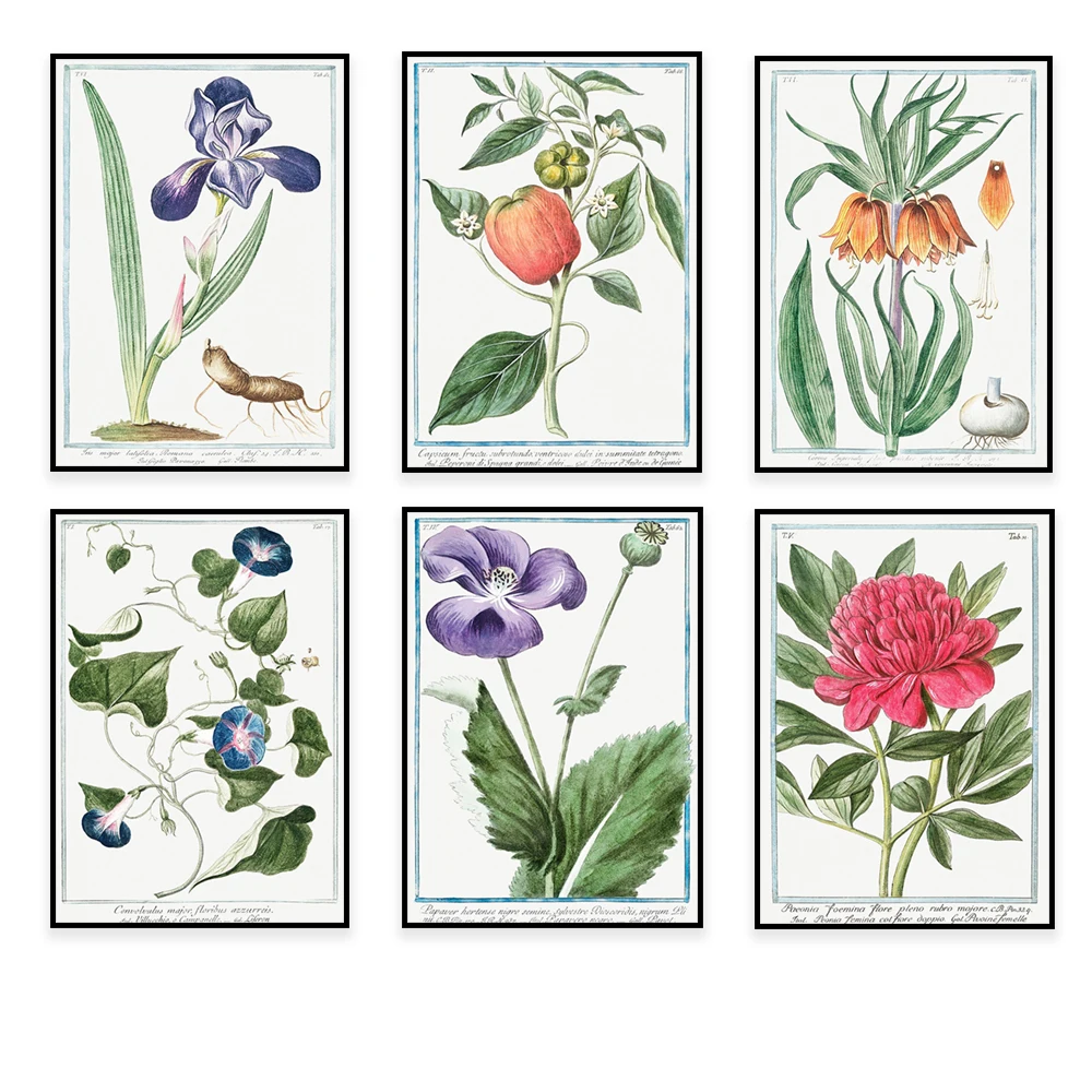 Roman garden, poster by Giorgio Bonelli, lilies and daffodils, carnations, bindweed, tulips, peonies, Italian botanical works