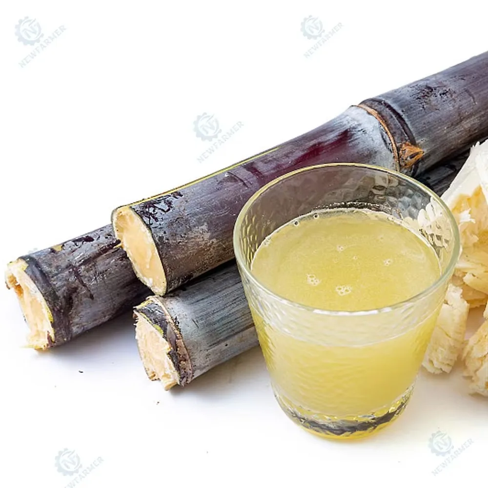 Commercial Automatic Sugarcane Juicer Machine Lightweight Body Stainless Steel Rollers for Street Vendors Pop-up Markets