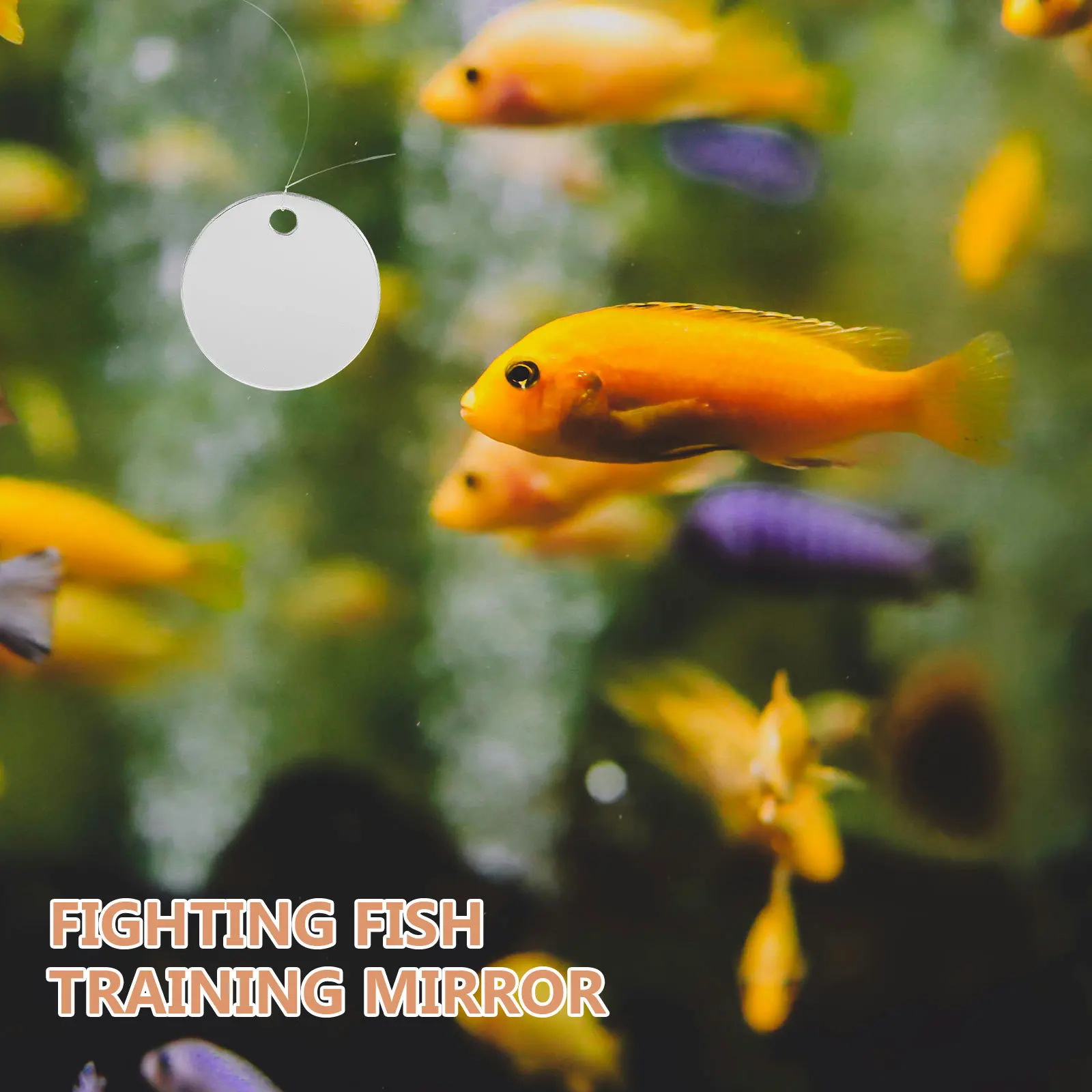 

1Set Betta Tank Mirror Floating Ball Design Aquarium Decor Safe Premium Acrylic Material Durable Not Fade Deform