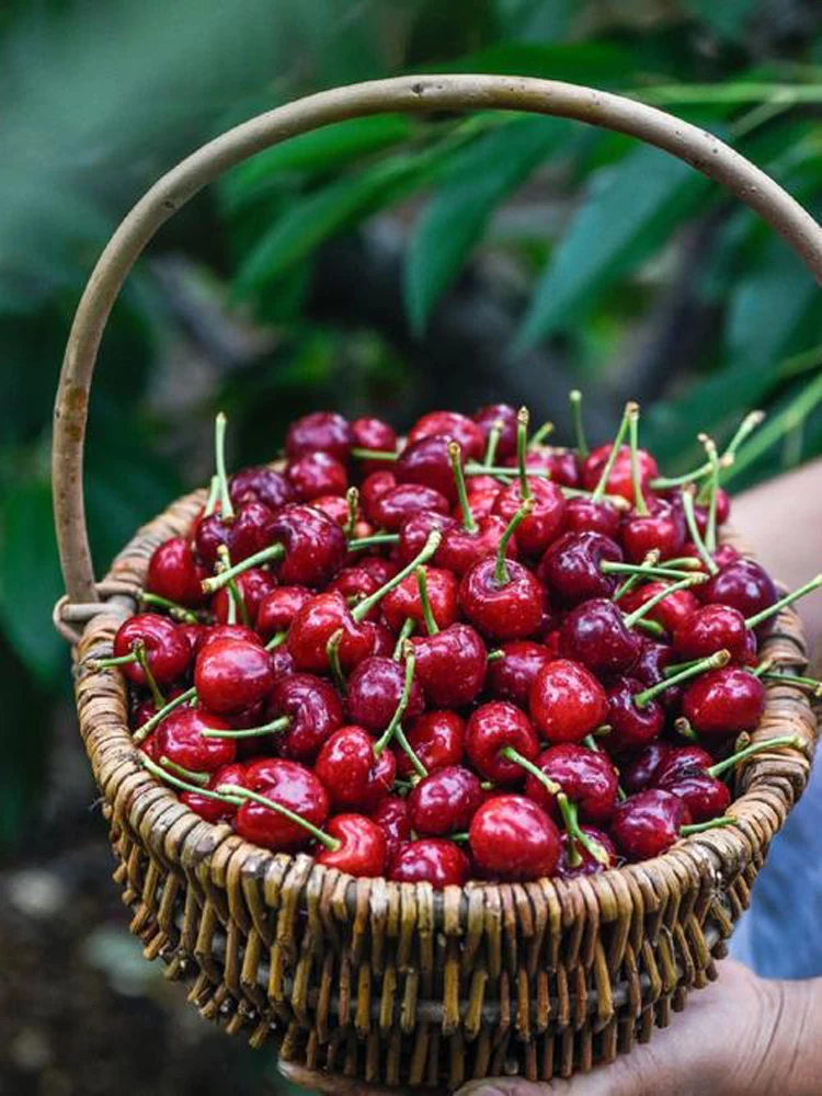 11V/220V High Speed…