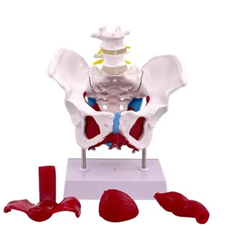 

Female pelvic reproductive anatomy model female pelvic structure bladder pelvic floor muscle rehabilitation teaching medicine