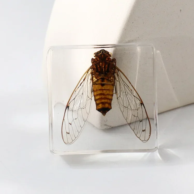 Vierkant insectenspecimen van hars, extra cognitieve leermiddelen, dierenspecimen, kunstmatig amber handwerkornament