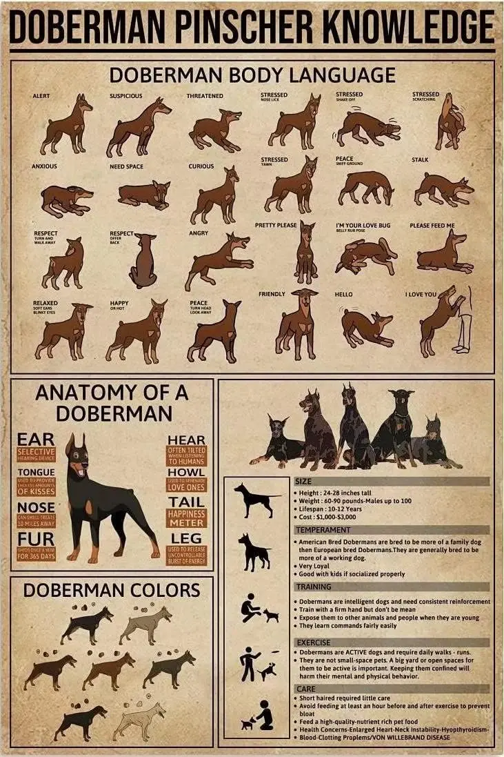 Youpinnong Doberman Pinscher – Plaque métallique décorative vintage, affiches murales artistiques, affiche rétro sur la communication corporelle du Doberman, pour l'extérieur