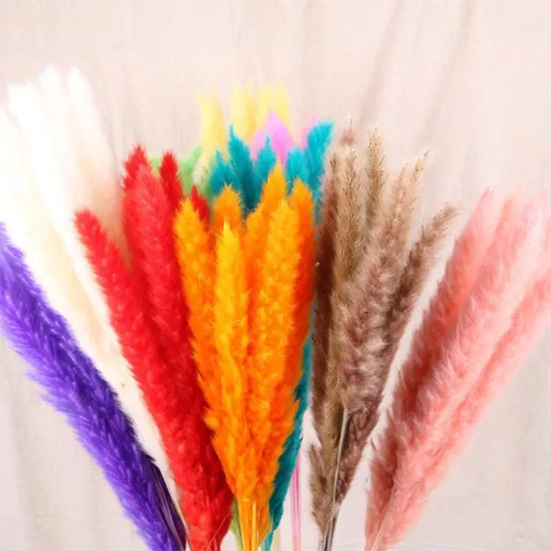 Small Reed Natural Preserved Dried Flowers Pampas Grass Home Wedding Bulrush Phragmites Decoration Accessories Shooting Props