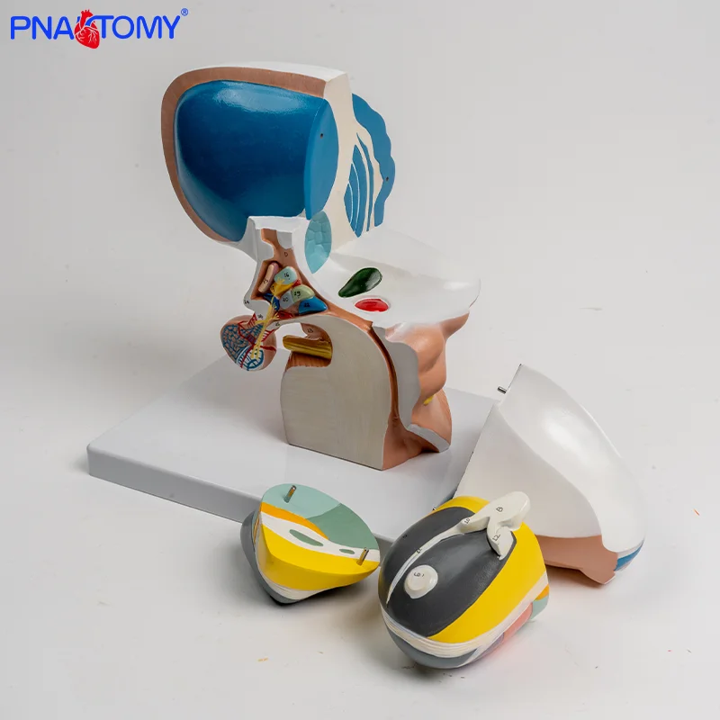 Human Thalamus Model 4-part Interbrain Intuitive Brain Teaching Model