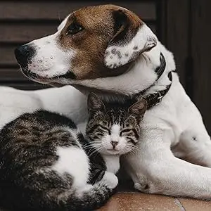 pet headstone