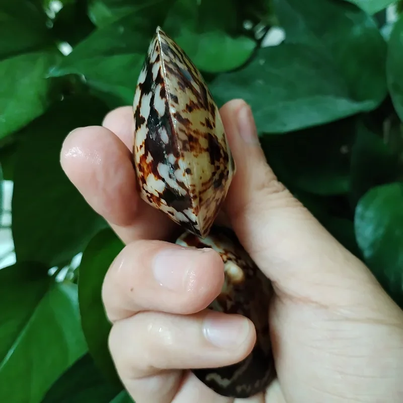 Cellana Testudinaria, ракушка, черепаха, форма ракушки, натуральный моллюск, средиземноморский домашний декор, креативный DIY аквариум, аквариум, пейзаж