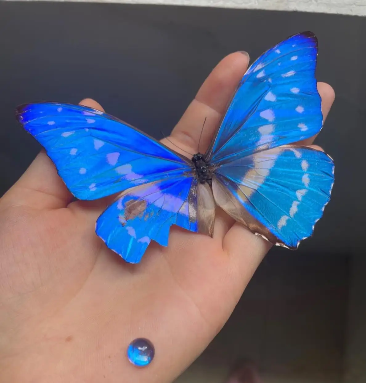 

Овальный кулон ручной работы: натуральные бабочки из смолы со светящимся синим мофоном, набор из стерлингового серебра 925 пробы.