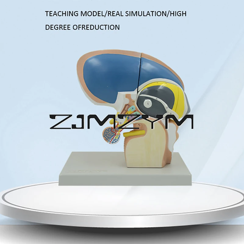 

Human Diencephalic Model Thalamic Model 4 Component Diencephalic Visual Brain Teaching Model