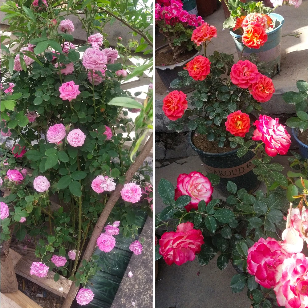 30 جرام من الأسمدة المركبة الخاصة بالورد NPK التغذية المتوازنة يعزز نمو النبات والمزيد من الزهور #5