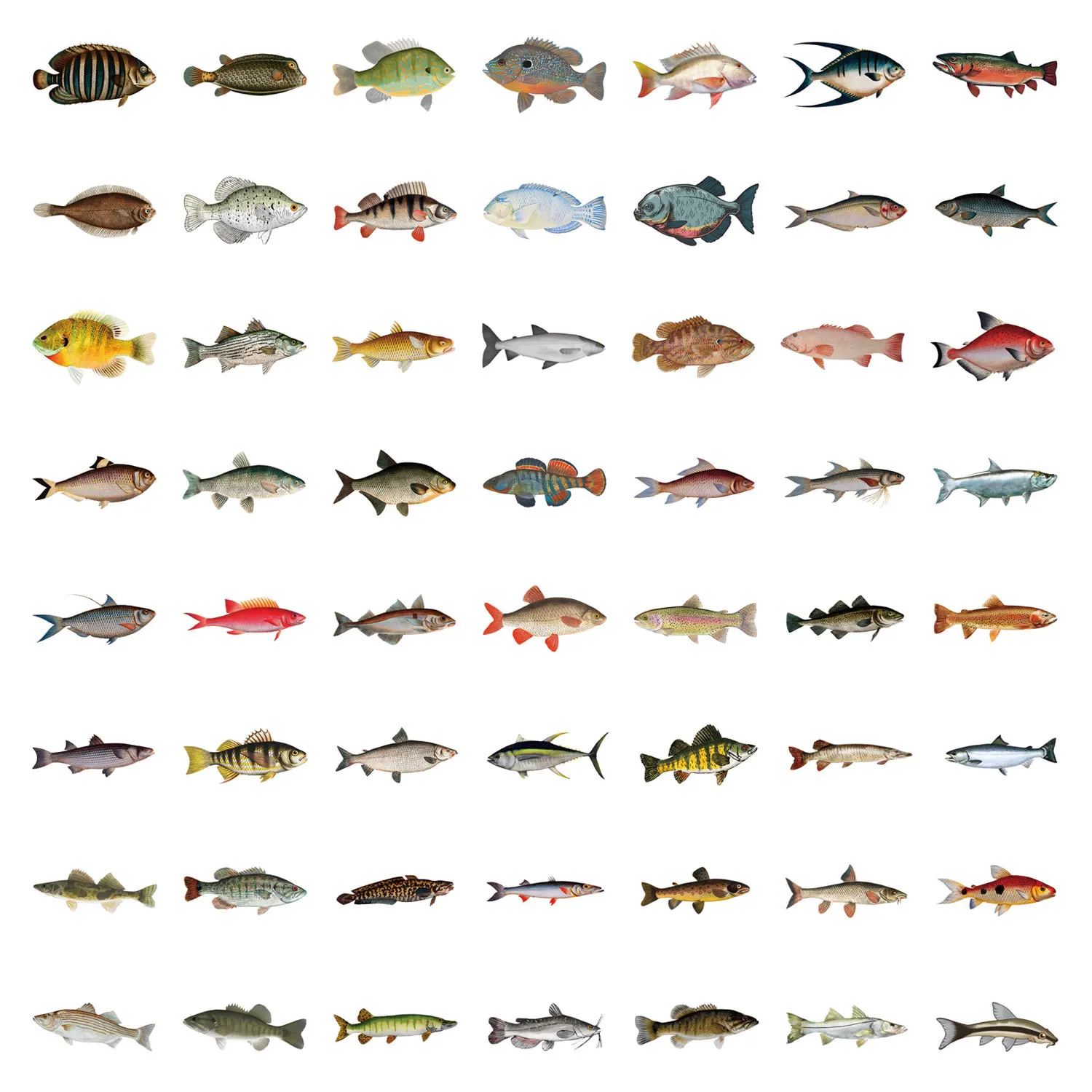 

55/110 Fish Stickers Freshwater & Saltwater Fish Fishing Lover DIY Decorative Laptop Phone Case PCS Waterproof Sticker Kids Toy