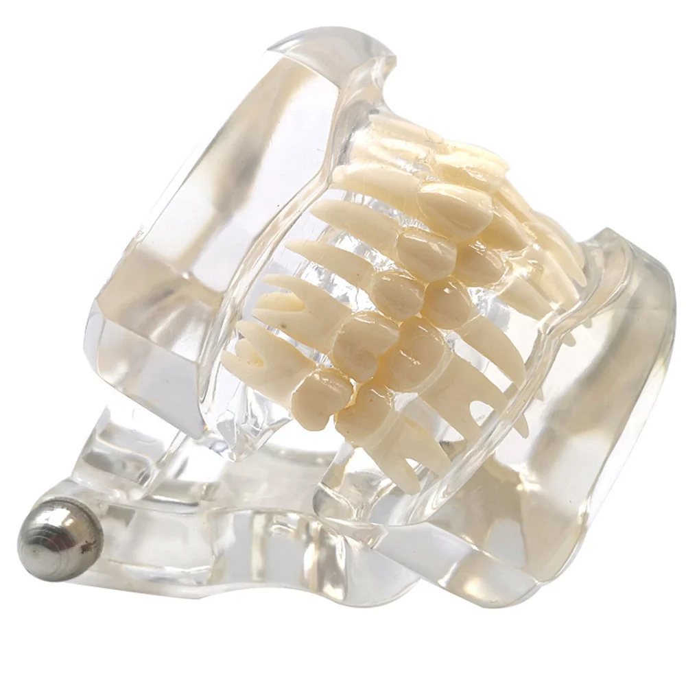 New Dental Teeth Model For Studying Teaching Education Normal Transparent Typodont Jaw Model Dentistry Medical Dental Products