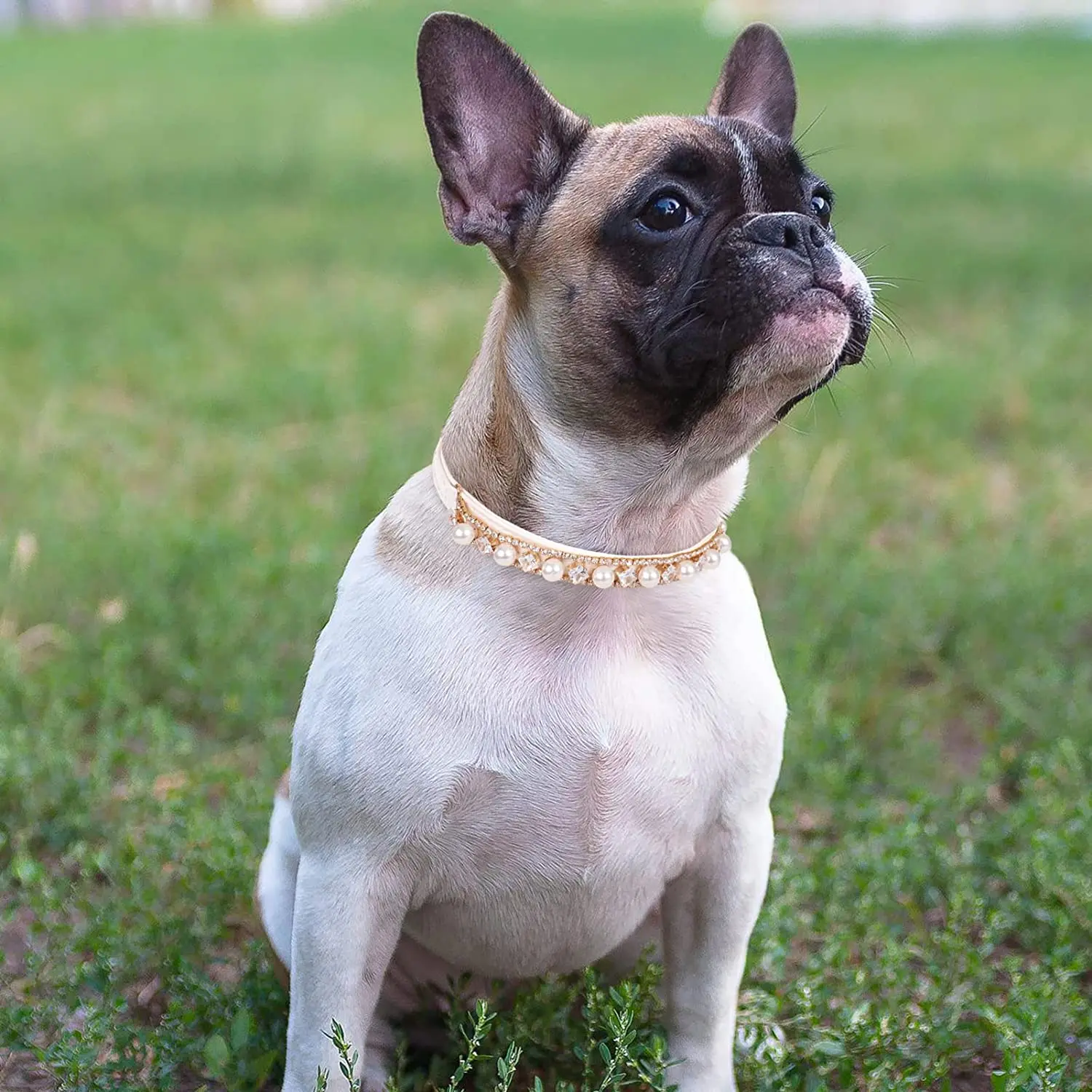 Luxury Rhinestone Puppy Collar for Small Dogs Cat Necklace Bling Crystal Jewelry Pet Accessorie Princess Diamond Wedding Collar