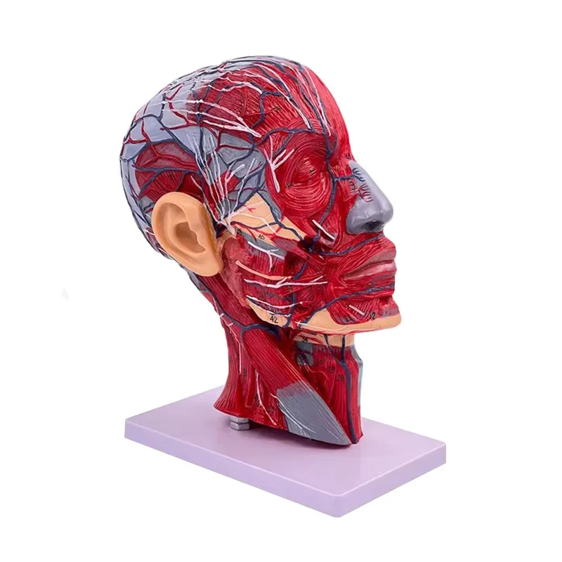 

Human Sagittal Plane Half Head Skeleton Anatomy Model Neck Vessel Nerve Median Section Model Medical Lab Demonstration