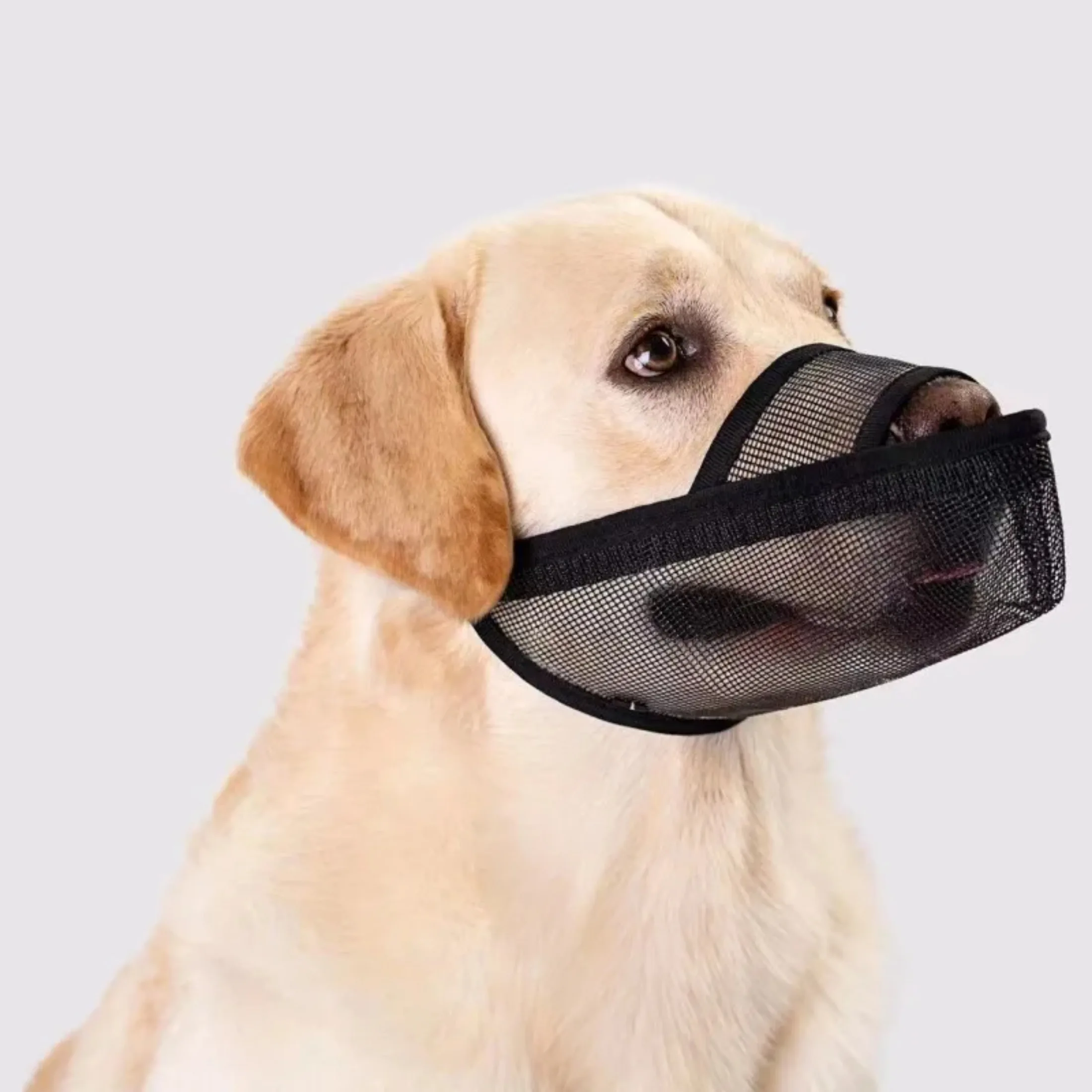 XXS-XL Dog Muzzle Anti Bark Dog Mouth Mask Adjustable Pet Muzzle for Small Large Dog Breathable Mesh Pet Mouth Pet Supplies