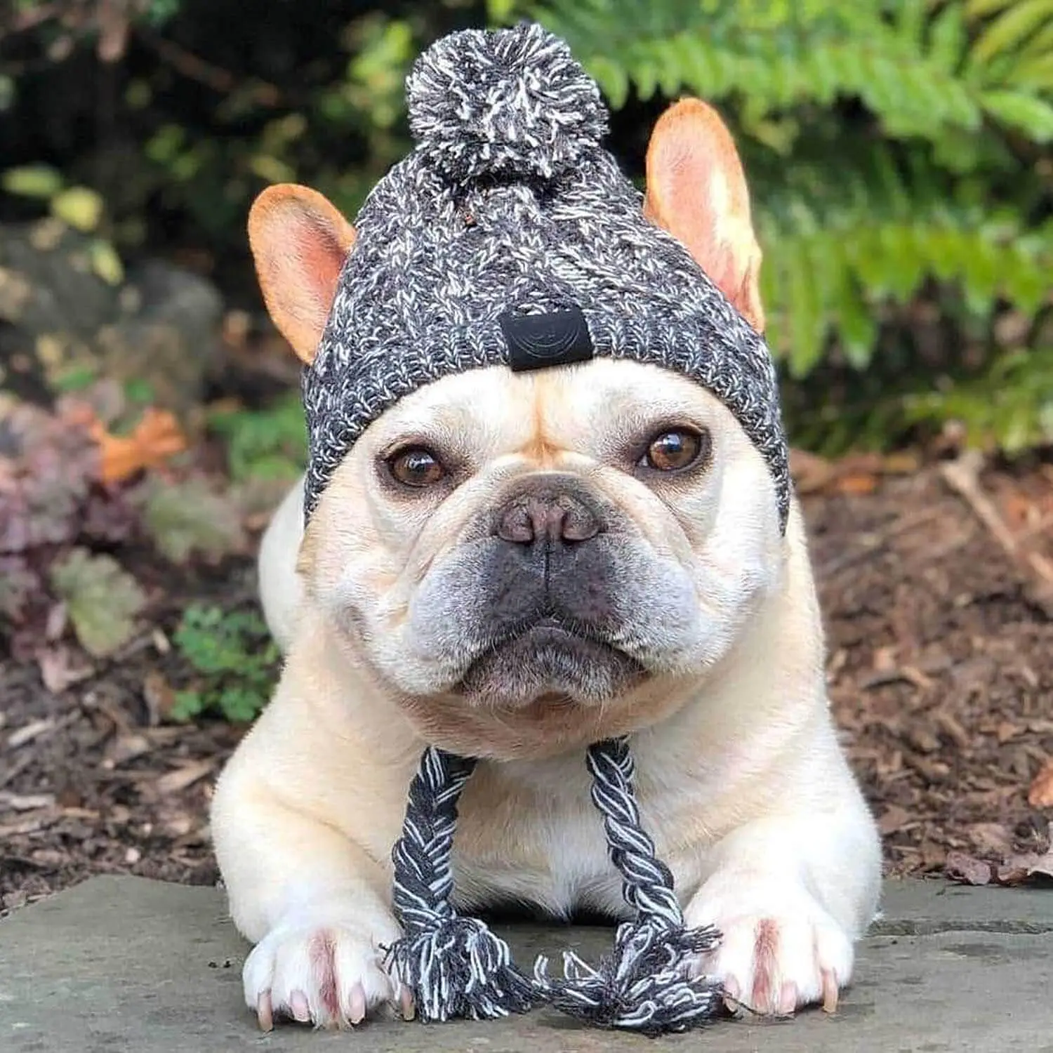 SULEGR Warm Pet Dog Knitted Dog Hat Winter Hat Hats For Small Dogs Winter With Ear Holes And Long Tassel Grey Pet Supplies Dog