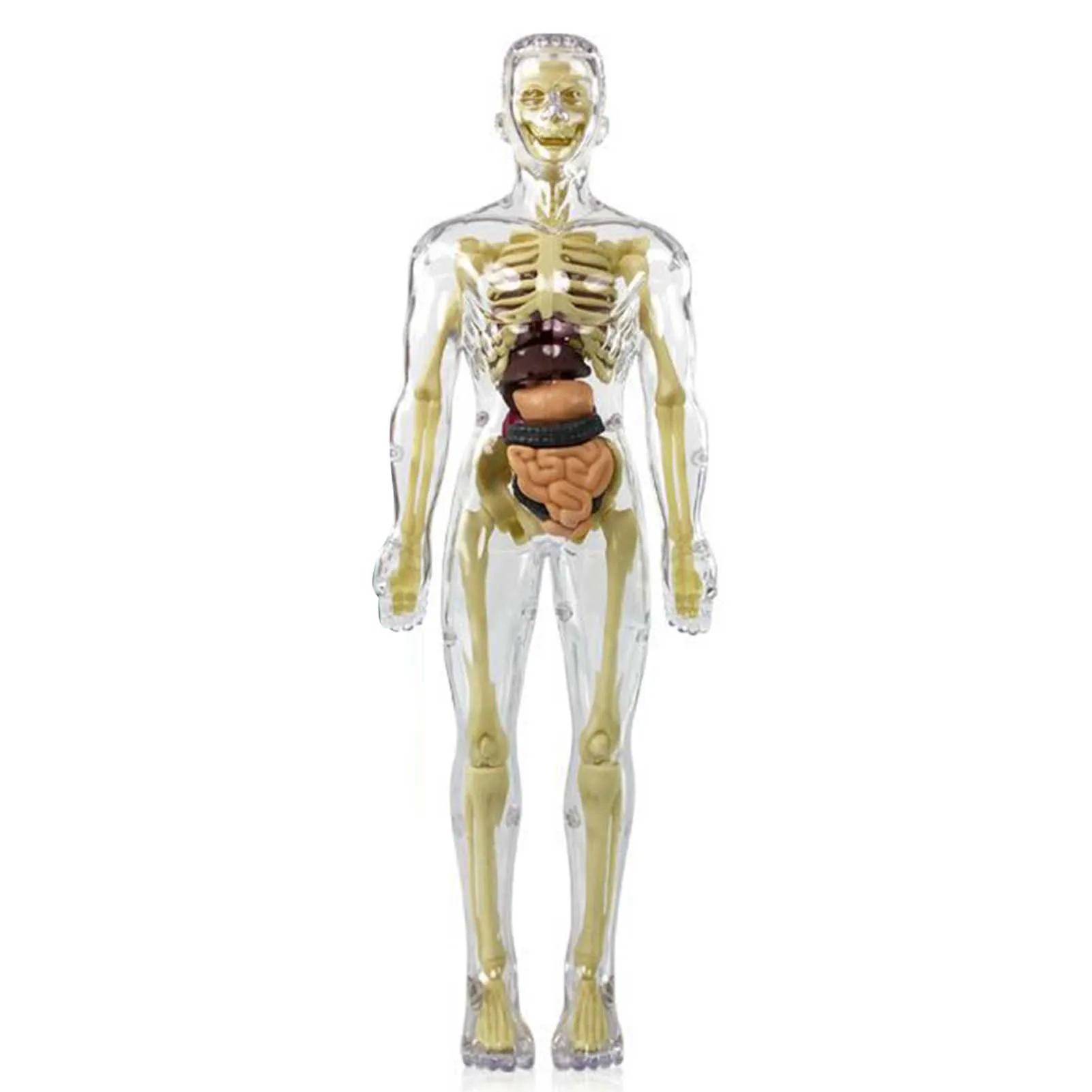 3D Human Body Organ Skeleton Model Toys Educational Human Body Organ Assembly Toys Teaching Tools for Kids Scientific Cognitive