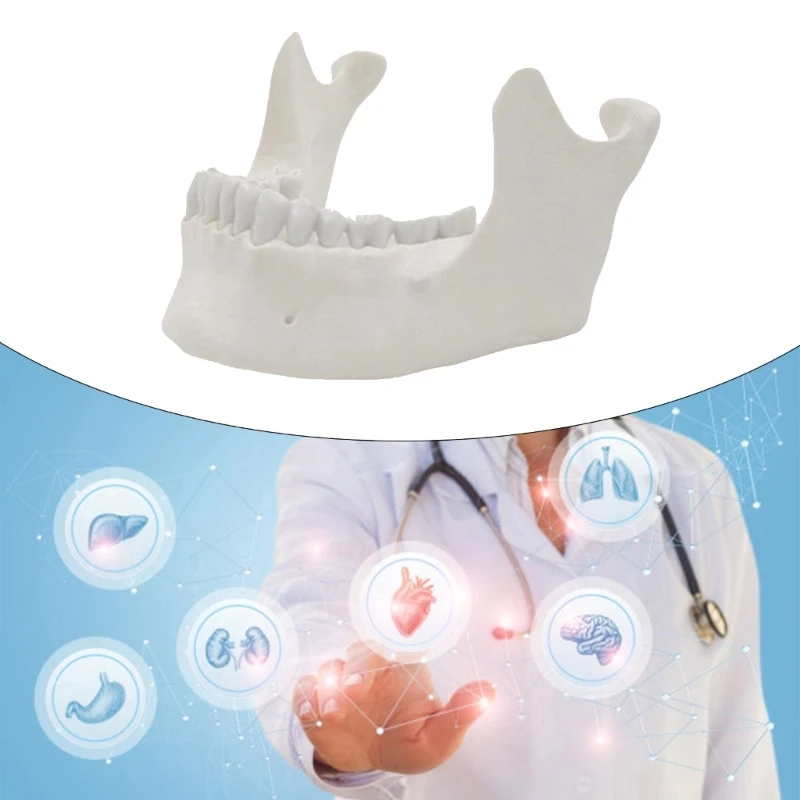 1:1 نموذج الفك السفلي لتظليل الكبار نموذج عظمة الفك السفلي 16 نموذج طبي للأسنان لوازم نموذج التدريس