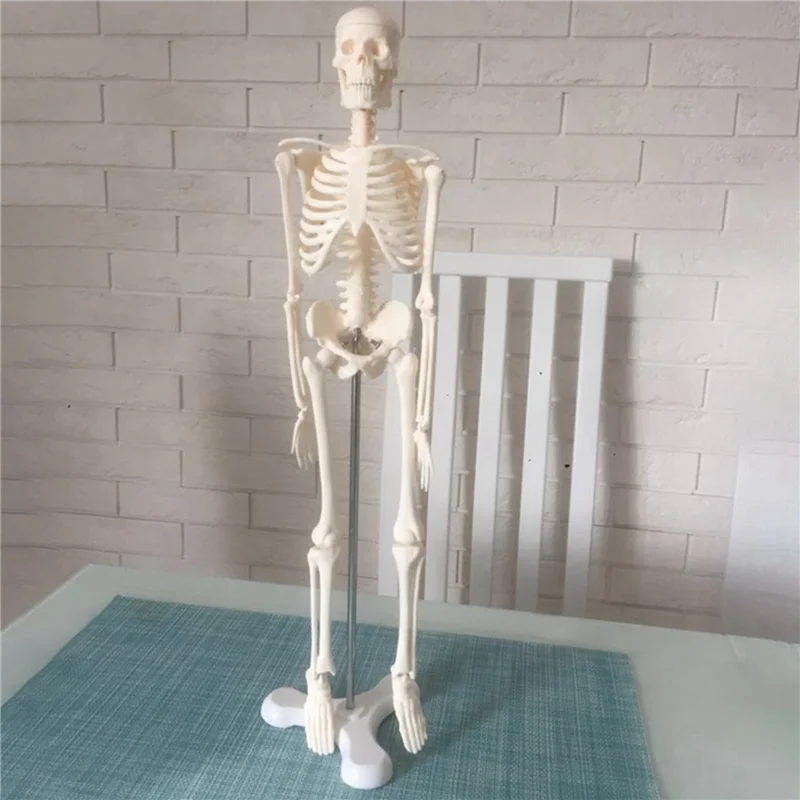 

4Pcs 45CM Human Anatomical Anatomy Skeleton Model Poster Learn Aid Anatomy Human Skeletal Model