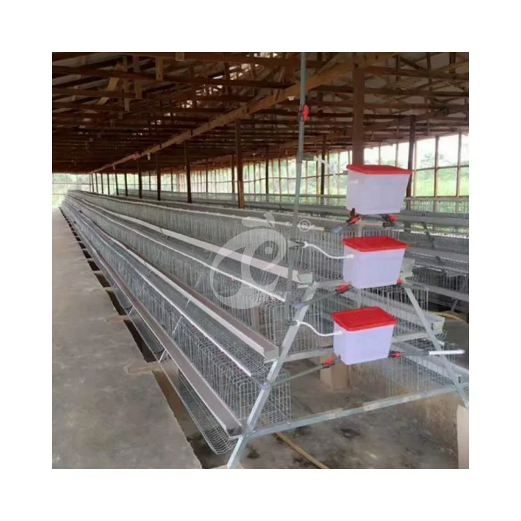 Egg Layer Chicken Cages Chicken Rearing Cages  For 5000 Birds