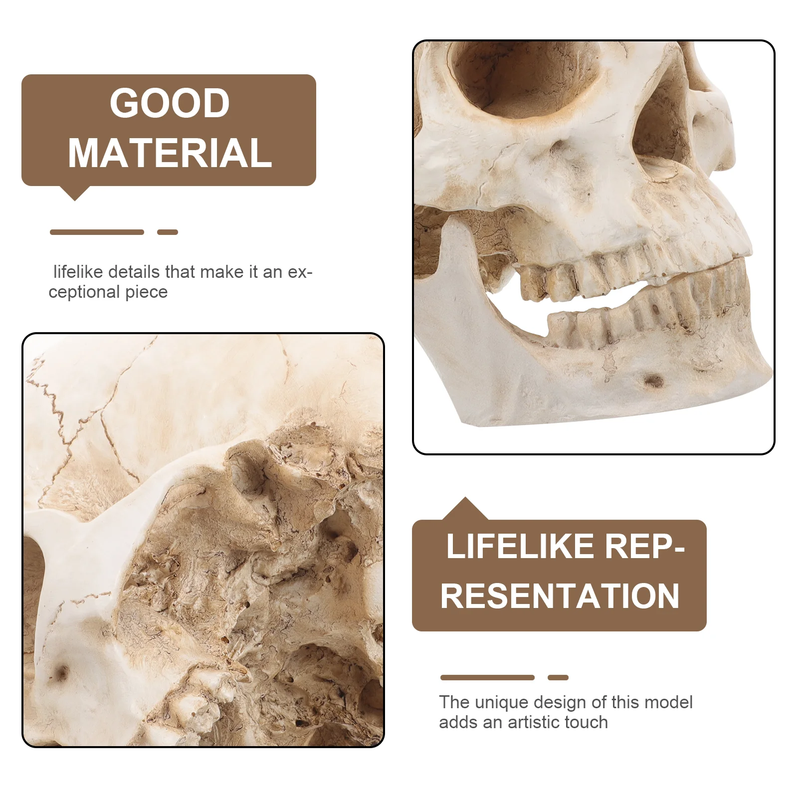 Adult Bone Resin Skull Human Model for Study Course Sculpture Learning Medical Detachable Teaching