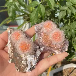100% natural Indian pink acicular fish-eye zeolite raw stone ore specimen crystal home decoration